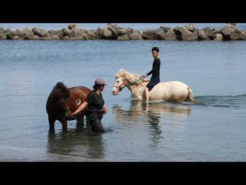 あわしま牧場（粟島）Awashima Ranch (horses), Awashima Island, Japan