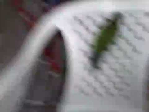 Louro José e nene(Leia a descrição )