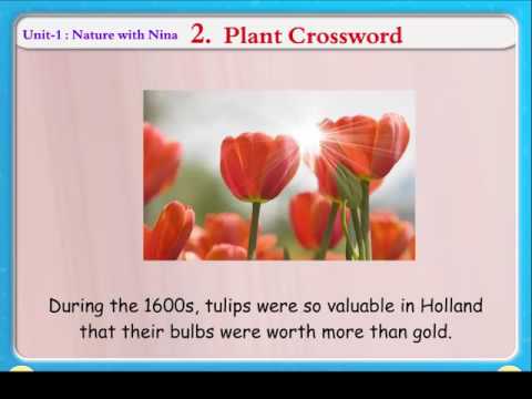 Fast Growing Tree Crossword Clue