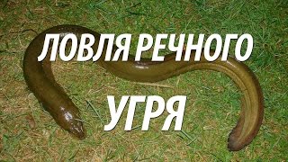 Угорь где водится в россии