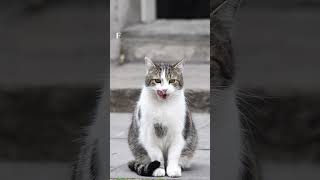 While PMs Resign, Larry the Cat Keeps His Job at No. 10