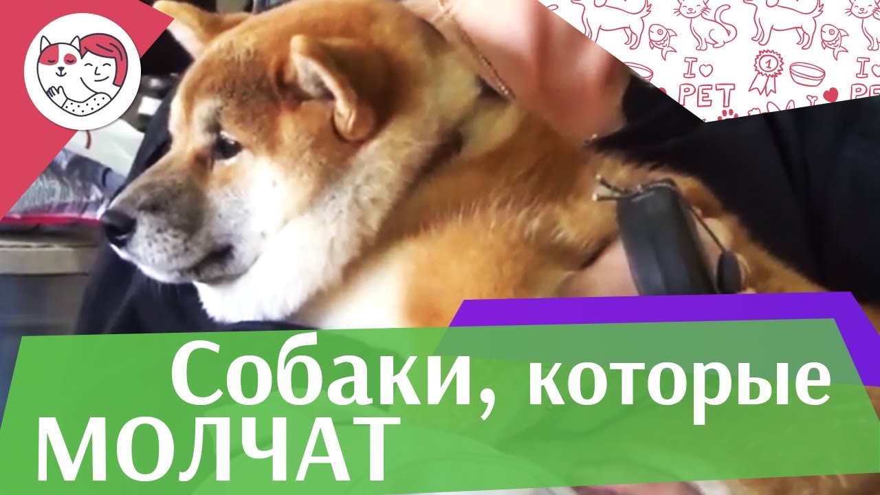 5 самых молчаливых пород собак на ilikepet