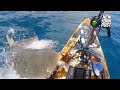 Huge tiger shark bites fisherman’s kayak off coast of Hawaii in wild video | New York Post