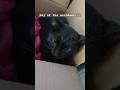 Meet Behemoth