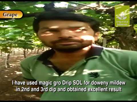 Powder best biofungicide magicgro bacillus subtilis, 1 kg