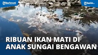 Ribuan Ikan Mati Mendadak di Anak Sungai Bengawan Solo di Klaten, Begini Penjelasannya