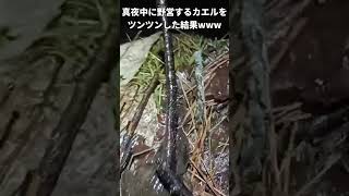 カエルの営みに密着しすぎてしまった…