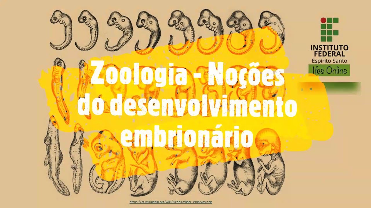 Noções de Embriologia Animal