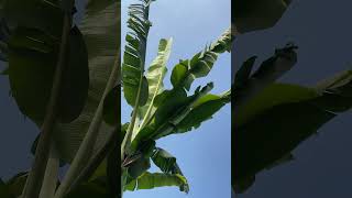 Download lagu Anginnya enak sekali dsini 🌿🪴 #trendingvideo #shortsyoutube #fypyoutube #4upage #masukberandamuu mp3