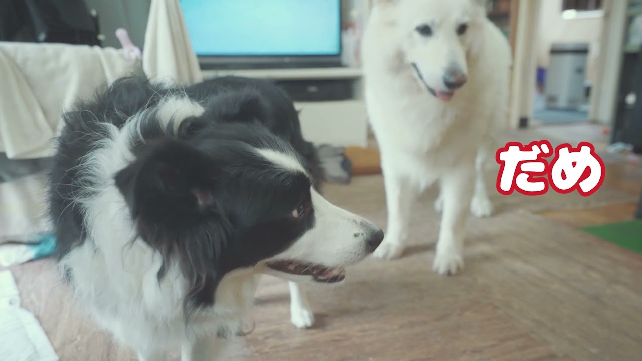 テレビに突進するボーダーコリーをホワイトシェパードが叱った結果…！