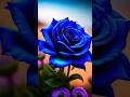 Gulab Hd Wallpaper Rose Beautiful Red Rose Flower Wallpaper