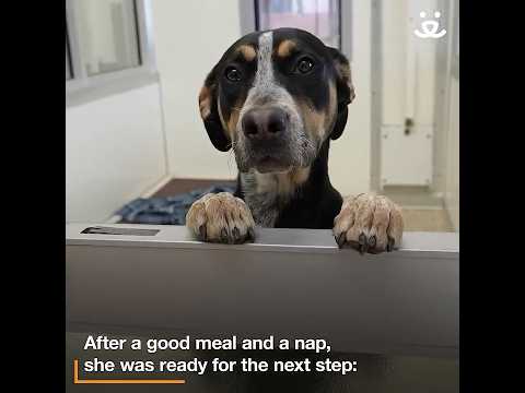 Heartwarming dog rescue: L.A. fires to foster fare to a loving home