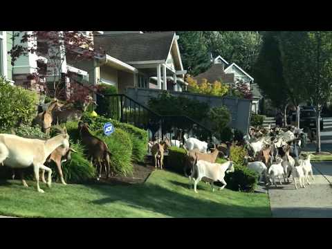 Watch: Hundreds of goats escape, tear through Issaquah neighborhood | The Seattle Times