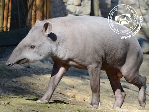 South American Tapir - Decin Zoo thumbnail