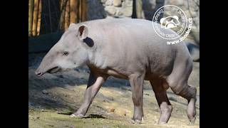 South American Tapir - Decin Zoo