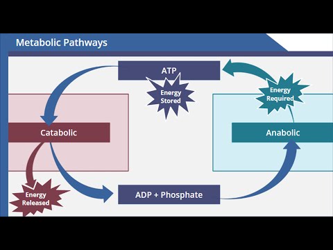 Metabolic Pathways