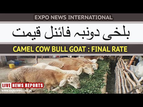 BAKRA MANDI LAHORE PAKISTAN CAMEL BULL COW GOAT SHEEP POULTRY FISH LIVESTOCK RATES : MEDIA BUSINESS