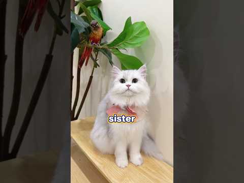 The parrot accidentally exposed a secret with its words #cat #cats #catshorts  #pets #gata #shorts