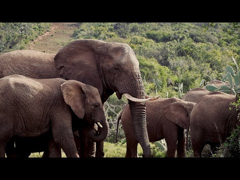 Giants on the Move | Elephant Documentary