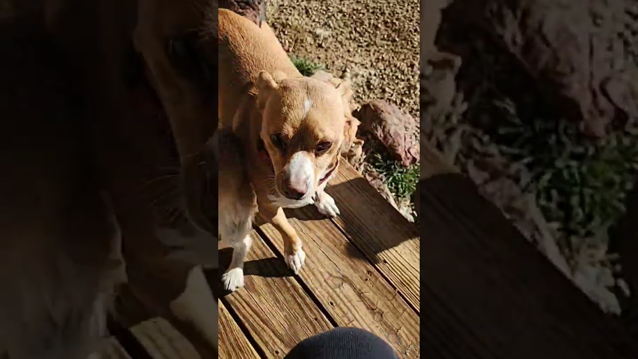 Evie, an adopted Jack Russell Terrier in Colorado Springs, CO video 1/5