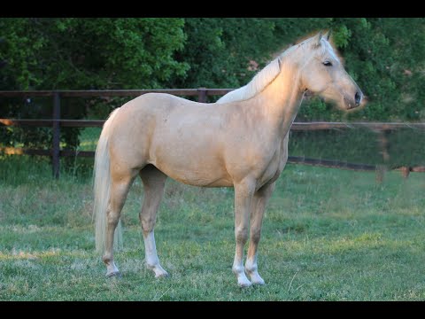 Melli's Jona Gold *2017 - Reitponystute von Golden West x Folklore - vom Fohlen bis zum 1. Turnier