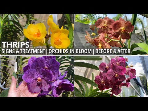 , title : 'THRIPS Signs & Treatment | Orchids In Bloom | How To: Kill Thrips/Apply Insecticide | Thrips Pest'