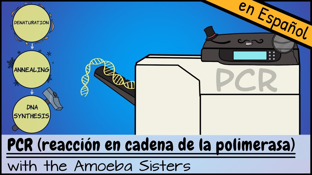 PCR (reacción en cadena de la polimerasa)