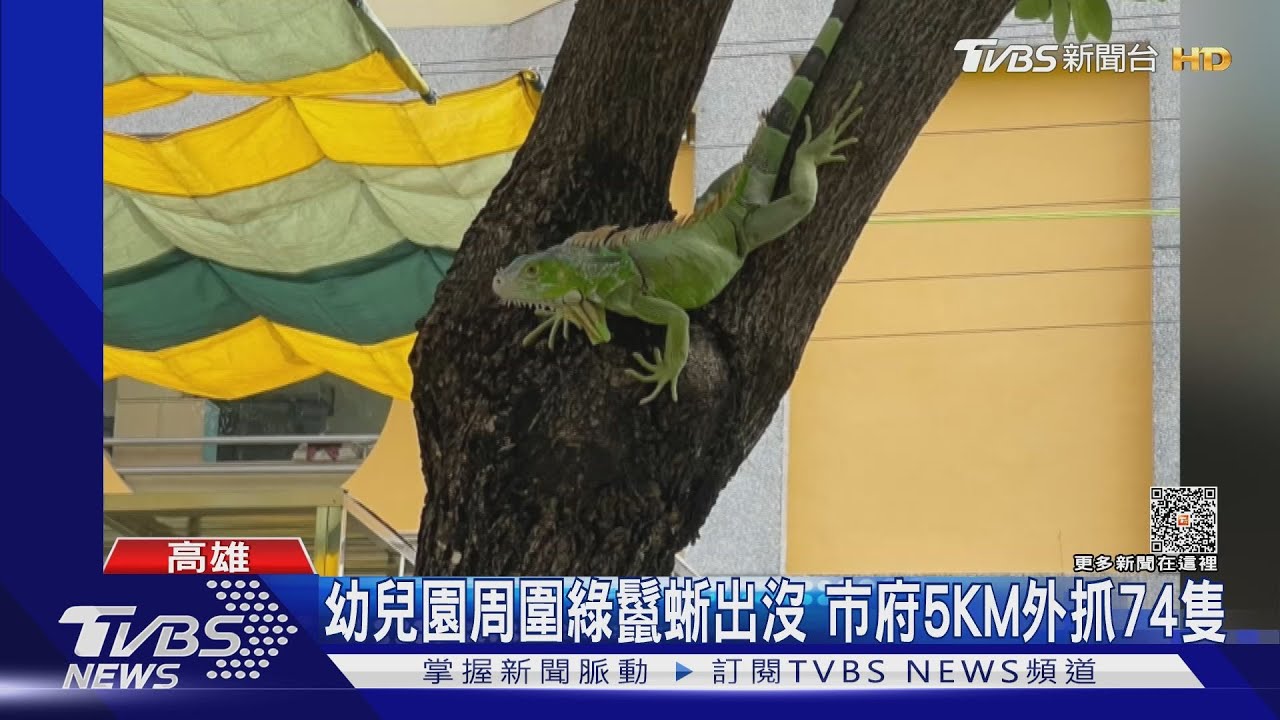 幼兒園周圍綠鬣蜥出沒!民眾通報後 5公里外1晚抓74隻