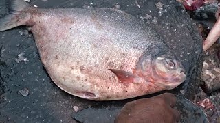 Fastest Fish Cutting Compilation | Cleaning Fish Cutting to Fillets | Baby Pomfret Fish Videos