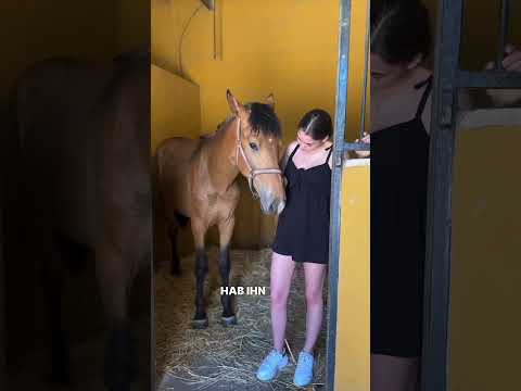 Ich habe ein 2. Pferd gekauft! 😱😍