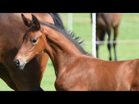 Blue Indigo (Be Sure x Bojengel)