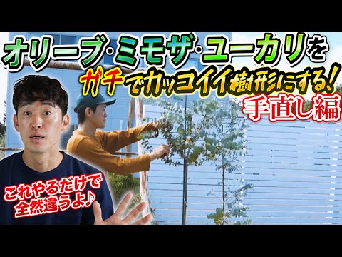 オリーブの種からオリーブの木を育てることはできますか?はい、段階的にその方法を説明します。  庭園