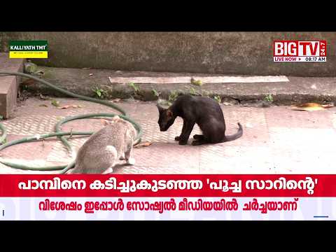 വൈറലായി സരസുവും മക്കളും...; ഒറ്റ മണിക്കൂർ കൊണ്ട് 8 അണലി പാമ്പുകളെ കീഴ്‌പ്പെടുത്തി പൂച്ചകൾ