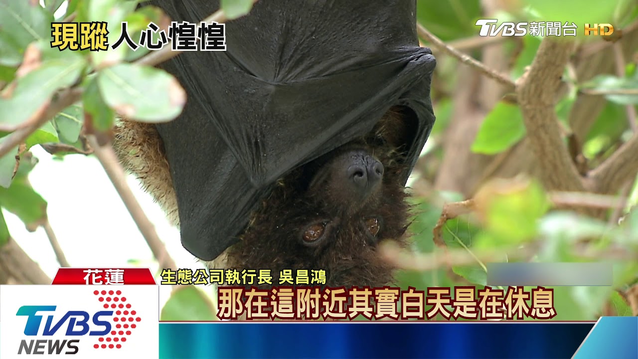有冠狀病毒？狐蝠現蹤市區　民眾擔憂