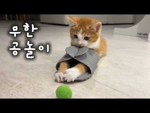 공 하나로 행복한 아기 고양이