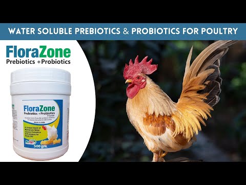 Prebiotics and Probiotics Powder For Chciken, chicks, broilers, growers and poultry, 1 Kg, Florazone