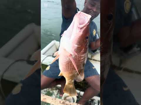 Con que nombre conoce este pez