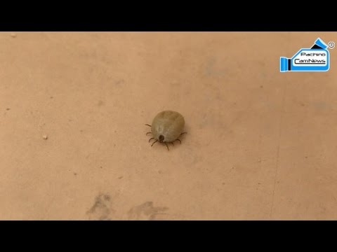 Ciclo di vita lyambliya Parassiti e la loro manifestazione in un corpo umano