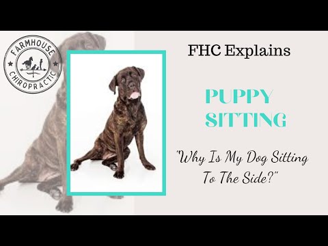 YouTube video about: Why is my dog rocking side to side while sitting?