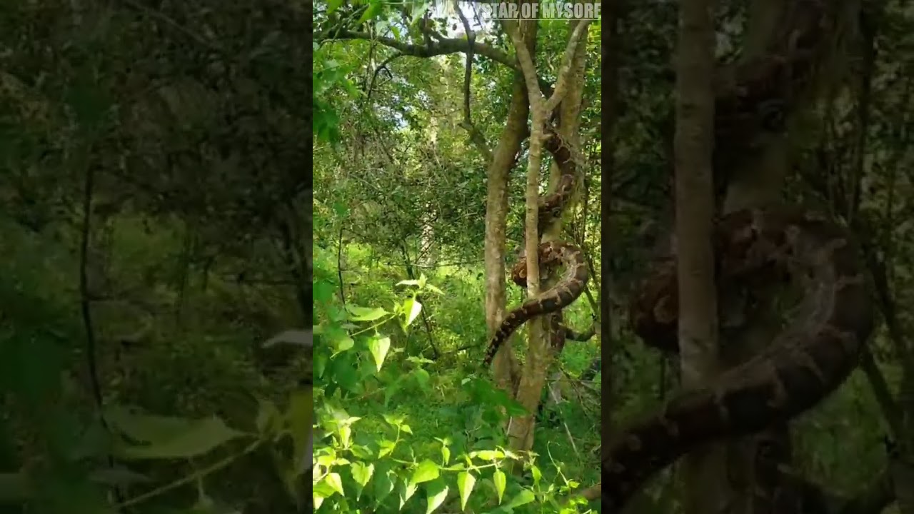 A giant Python was sighted by tribals while they were removing lantana plants in Nagarahole Forest.