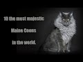 10 the most majestic cats in the world.