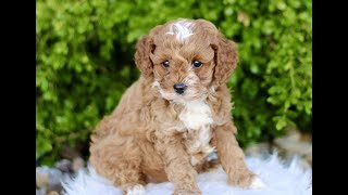 Video preview image #1 Cavapoo Puppy For Sale in BIRD IN HAND, PA, USA