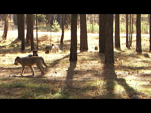 В Иркутском районе на школьницу напала собака