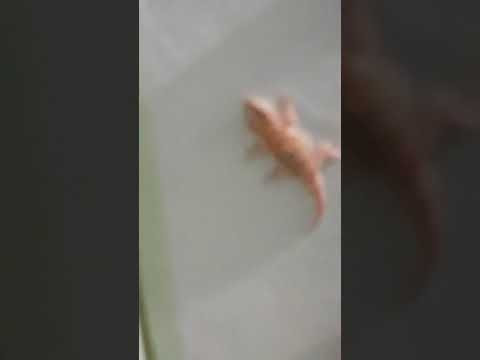 Le plus gros lézard du Maroc