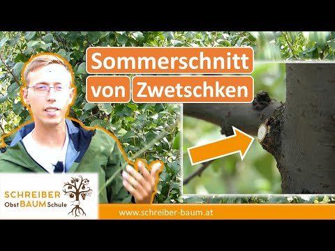 Sommerschnitt von Zwetschkenbäumen - Darauf musst du achten, wenn du jedes Jahr Ernten möchtest!