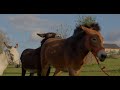 Donkey Mating Behavior Animal Reproduction Documentary