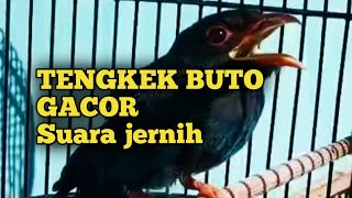 Download lagu Masteran TENGKEK BUTO GACOR ngekek panjang suara jernih mp3