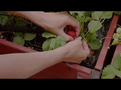 Fågelnät för pallkrage