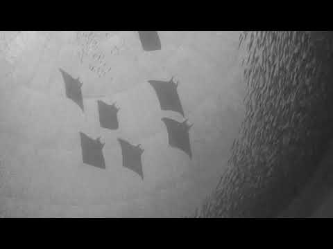 Ena Cosovic & Josefine Hellström - Pisces Moon (Official Video)