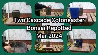 Two Cascade Cotoneaster Bonsai Repotted Mar 2024
